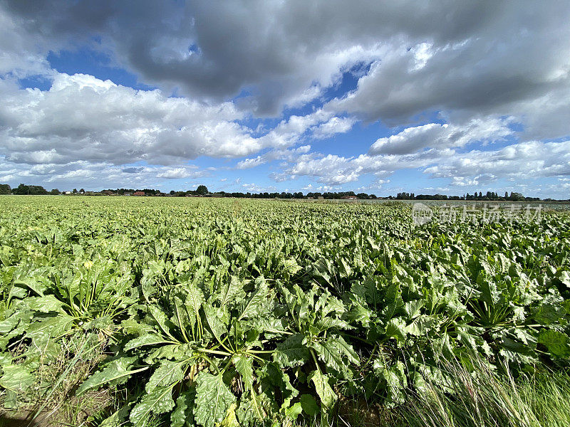 英国林肯郡波士顿的甜菜田(Beta vulgaris)